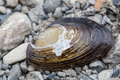 Learn about freshwater mussels .